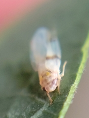 Empoa gillettei