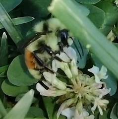Bombus huntii