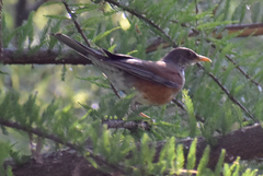 Turdus rufopalliatus