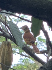 Thamnophilus doliatus