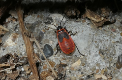 Pyrrhocoris apterus