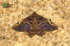 Daddala microdesma