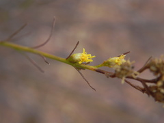 Gutierrezia californica