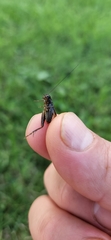 Gryllus pennsylvanicus