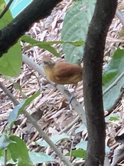 Thamnophilus doliatus