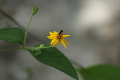 Insecta