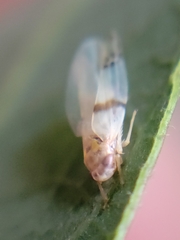 Empoa gillettei