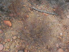 Gutierrezia californica