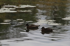 Amazonetta brasiliensis