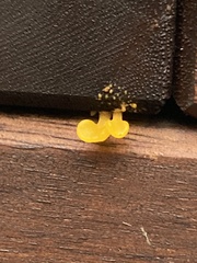 Dacrymyces spathularia