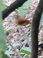 Thamnophilus doliatus