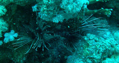 Pterois cincta