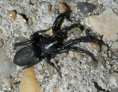 Zelotes