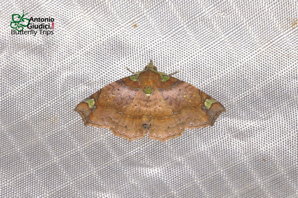 Tamba usurpatalis