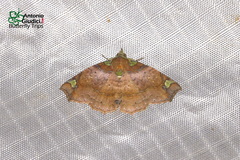 Tamba usurpatalis