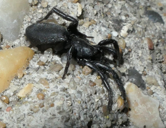 Zelotes