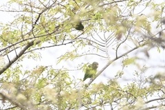 Brotogeris cyanoptera