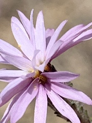 Lessingia arachnoidea