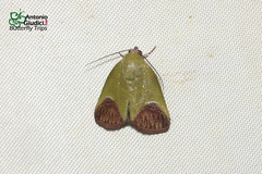Asinduma exscripta