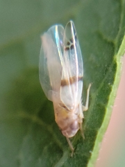 Empoa gillettei