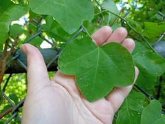 Passiflora lutea