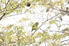 Brotogeris cyanoptera