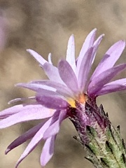 Lessingia arachnoidea