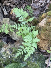 Cystopteris protrusa