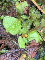 Pterostylis concinna