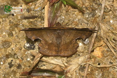 Fascellina chromataria