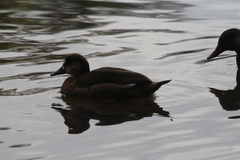Amazonetta brasiliensis