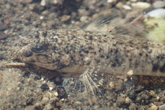 Favonigobius exquisitus