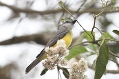 Tyrannus melancholicus