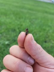 Gryllus pennsylvanicus