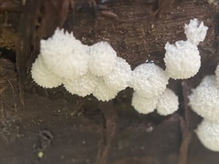Ceratiomyxa
