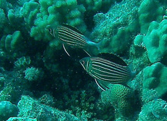 Sargocentron diadema