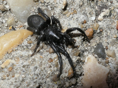 Zelotes