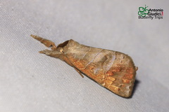 Clostera bramah