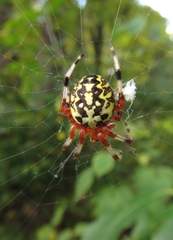 Araneus marmoreus