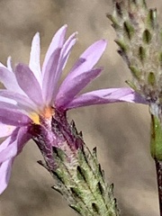Lessingia arachnoidea
