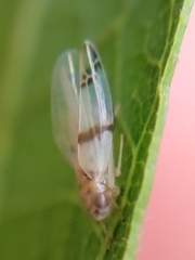 Empoa gillettei