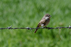 Pyrocephalus rubinus