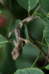 Calotes versicolor