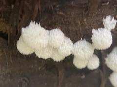 Ceratiomyxa