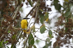 Megarynchus pitangua