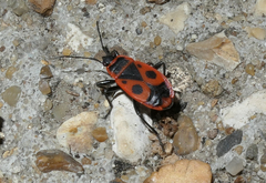 Pyrrhocoris apterus