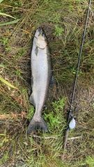 Oncorhynchus tshawytscha