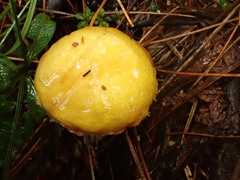 Suillus americanus