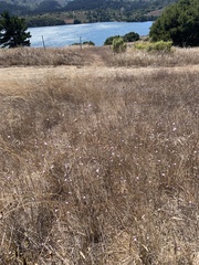 Lessingia arachnoidea