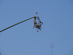 Schoenoplectus tabernaemontani